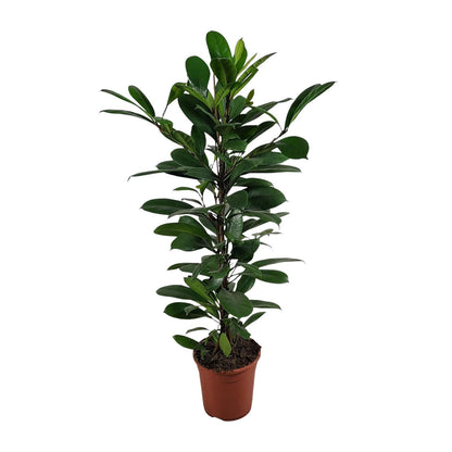 Ficus Cyathistipula - Ø21cm - ↕100cm