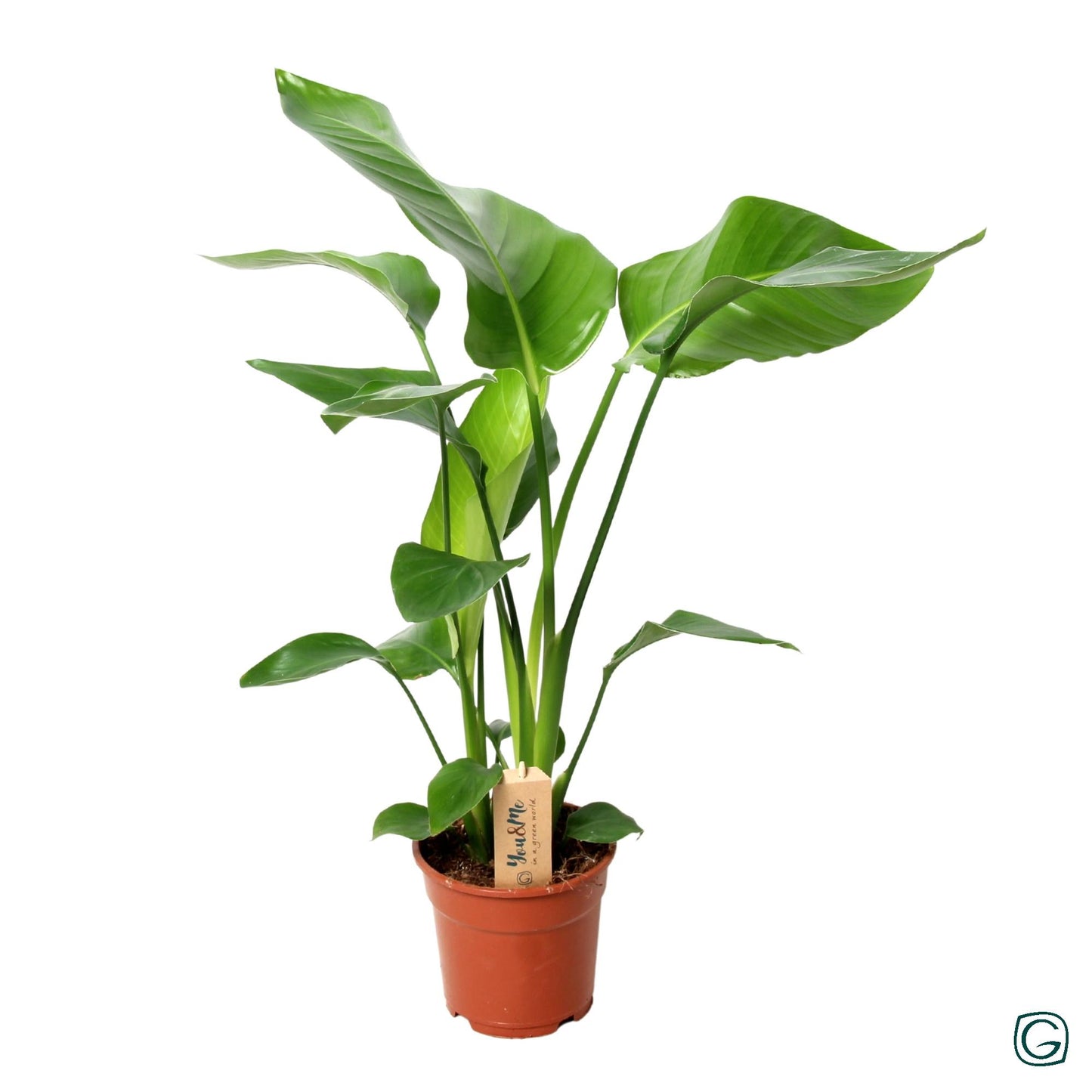 Strelitzia Nicolai P17 3 Stek - Ø17cm - ↕60cm