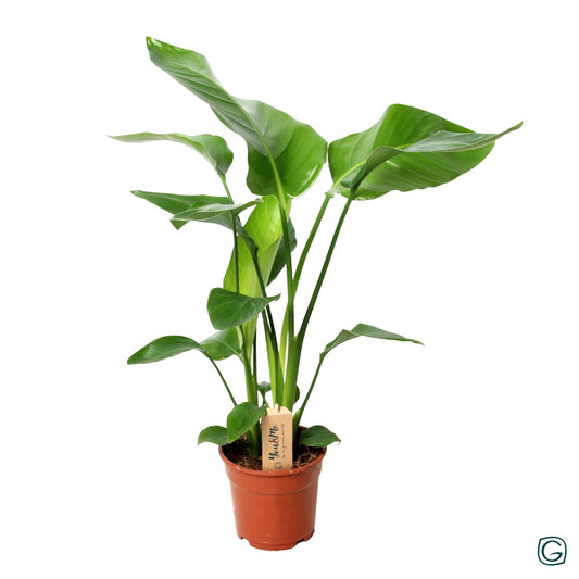 Strelitzia Nicolai P17 3 Stek - Ø17cm - ↕60cm
