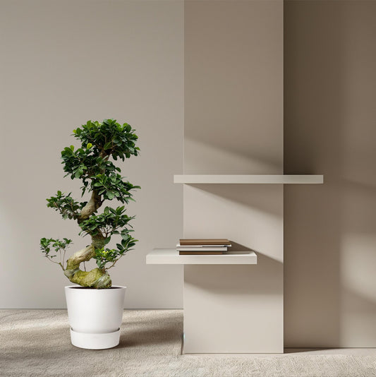 Ficus Ginseng 80 cm – Stilvoller Zimmerbonsai