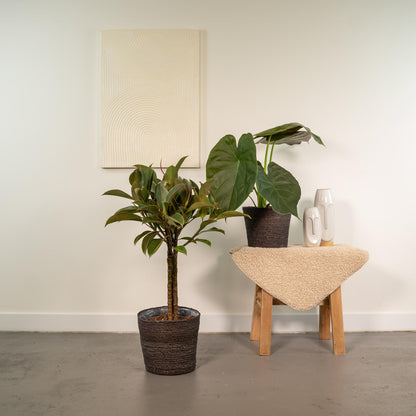 Ficus Elastica Melany - Ø21cm - ↕85cm + Alocasia Wentii - Ø19cm - ↕60cm
