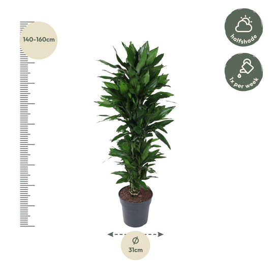 Drachenbaum Janet Lind – Stilvolle & Pflegeleichte Zimmerpflanze 120 cm