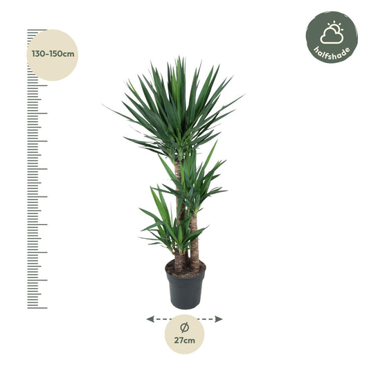 Yucca Palme 140 cm – Eleganter Elefantenfuß für Zuhause
