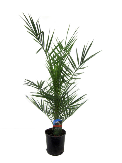 Kanarische Dattelpalme 80 cm im Ø15 cm Topf