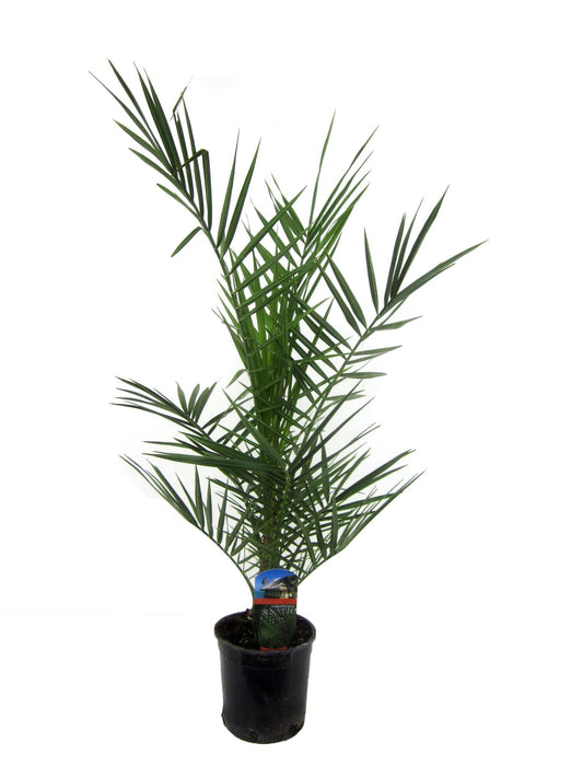 Kanarische Dattelpalme 80 cm im Ø15 cm Topf