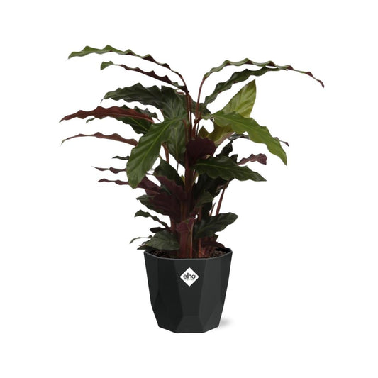 Calathea Rufibarba ‘Tropistar’ in 14cm b.for rock living black