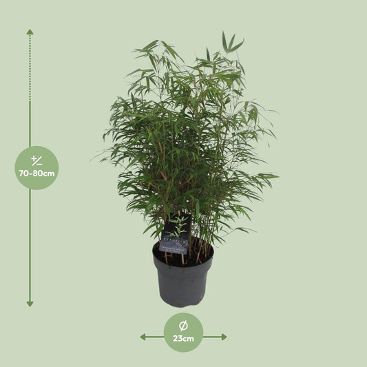 Fargesia Rufa C5 - Niet - Woekerende Bamboe - Ø23cm - ↕95cm