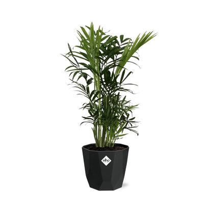 Chamaedorea Elegans in 14cm b.for rock living black
