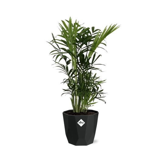 Chamaedorea Elegans in 14cm b.for rock living black