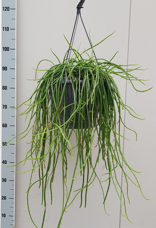 Selenecereus Werckley - Ø25cm - ↕60cm