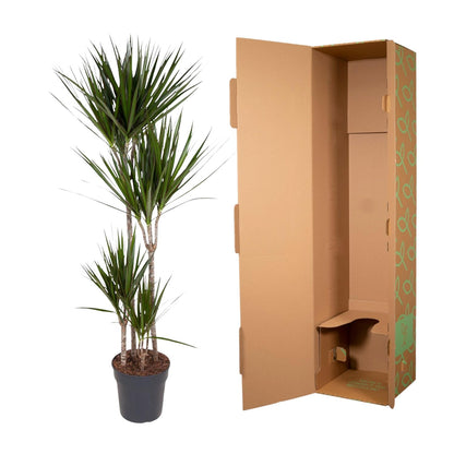 Drachenbaum Marginata 180 cm – Stilvoll & Pflegeleicht