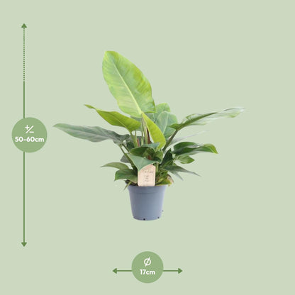 Philodendron Imperial Green - Ø17cm - ↕50cm