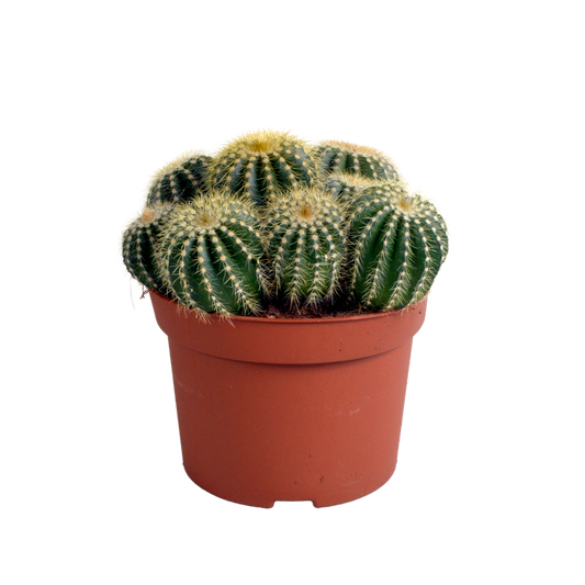 Eriocactus warasii 12cm