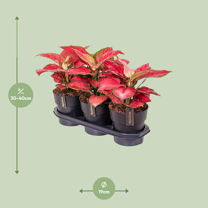 Aglaonema Red Joy - Ø19cm - ↕40cm