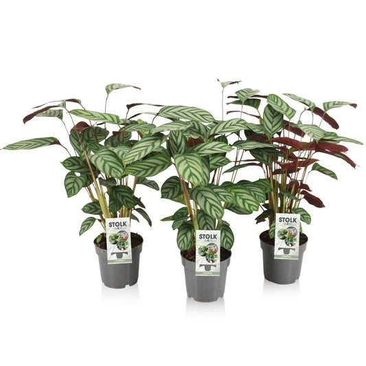 Ctenanthe Exotica - Ø14cm - ↕50cm