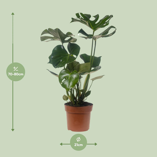 Monstera Deliciosa - Ø21cm - ↕75cm