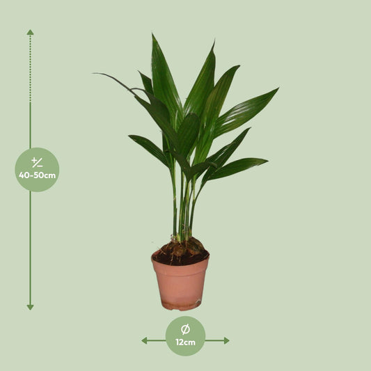 Areca Catechu - Ø12cm - ↕50cm