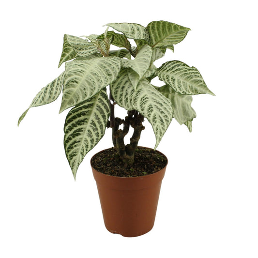 Aphelandra White Wash - Ø15cm - ↕50cm