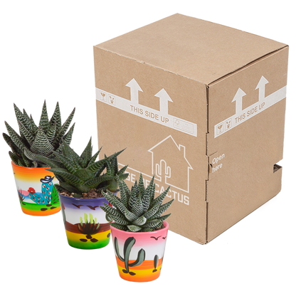 Gasterie & Haworthie Mix 3er Set – Pflegeleichte Sukkulenten 8,5 cm