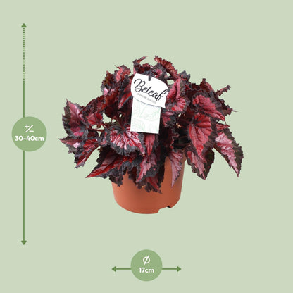 Begonia Beleaf Inca Night - Ø17cm - ↕35cm