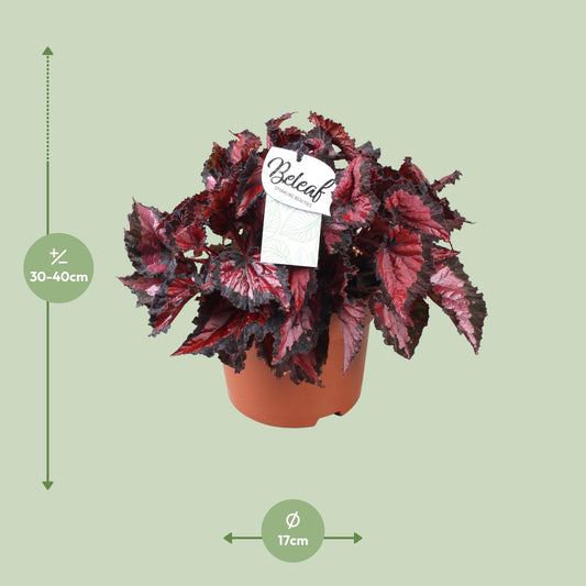 Begonia Beleaf Inca Night - Ø17cm - ↕35cm
