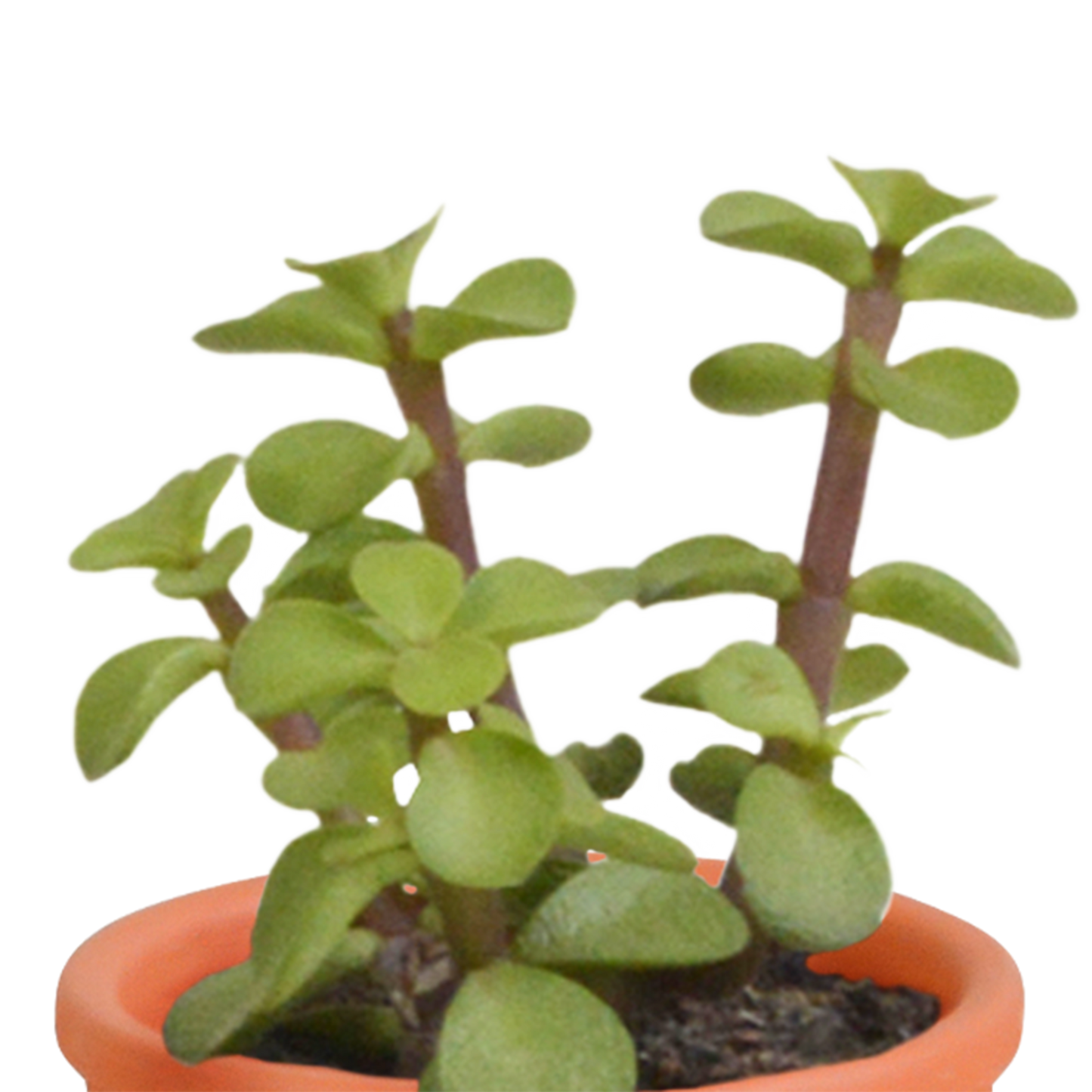 Cactus en vetplanten Mischung 5,5 cm | 15 stück - in Mexicaanse pot