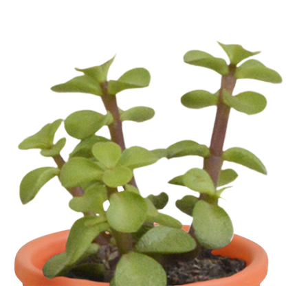 Cactus en vetplanten Mischung 5,5 cm | 15 stück - in Mexicaanse pot