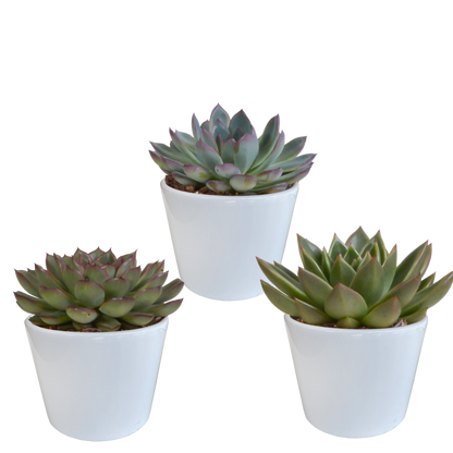 Echeverien-Mix 3er Set – Farbenfrohe Sukkulenten 10,5 cm
