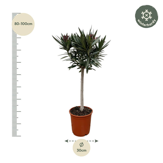 Rosa Oleander Stämmchen – Mediterrane Kübelpflanze 90 cm