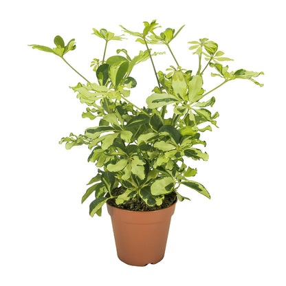 Schefflera Charlotte - Ø13cm - ↕35cm