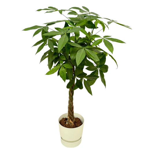 Geldbaum 160 cm im weißen Elho Greenville Round Topf