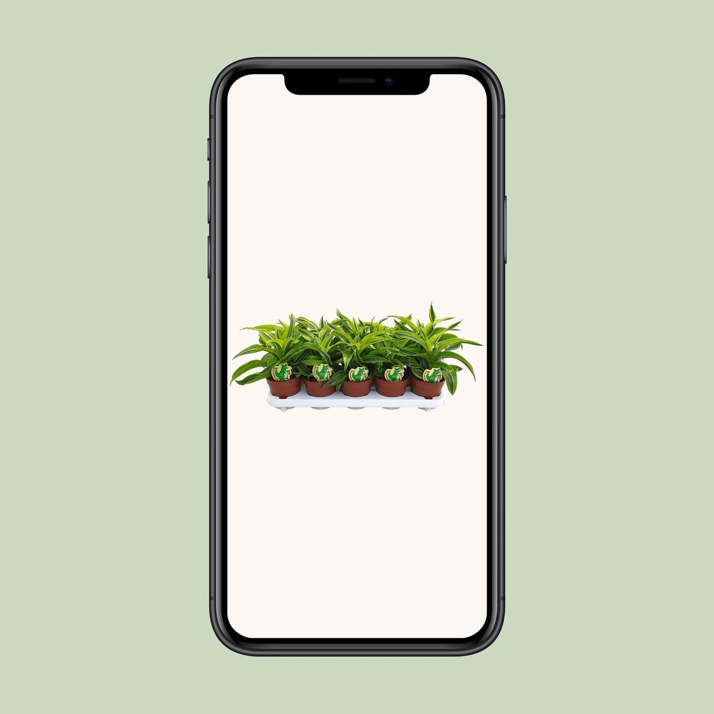Dracaena Lemon Surprise - Ø12cm - ↕22cm