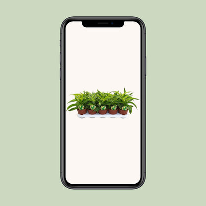 Dracaena Lemon Surprise - Ø12cm - ↕22cm