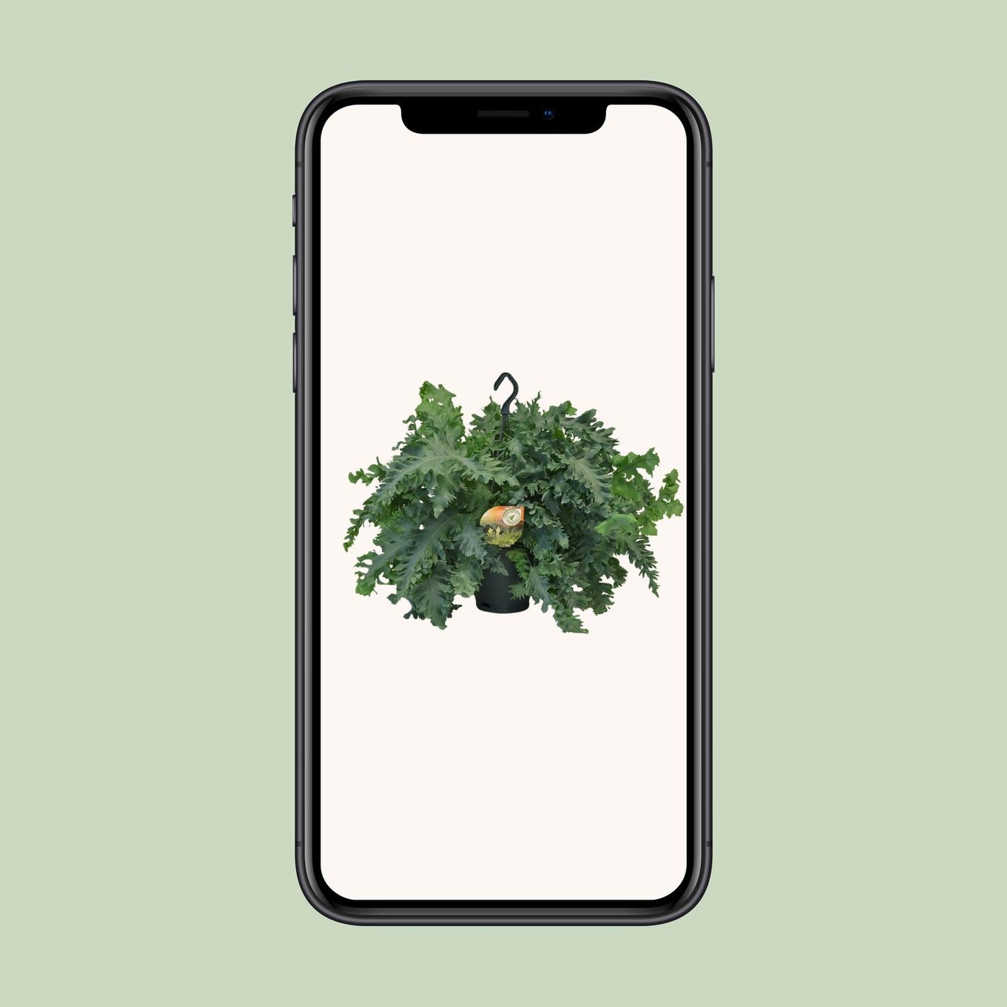 Phlebodium Davana - Ø20cm - ↕40cm