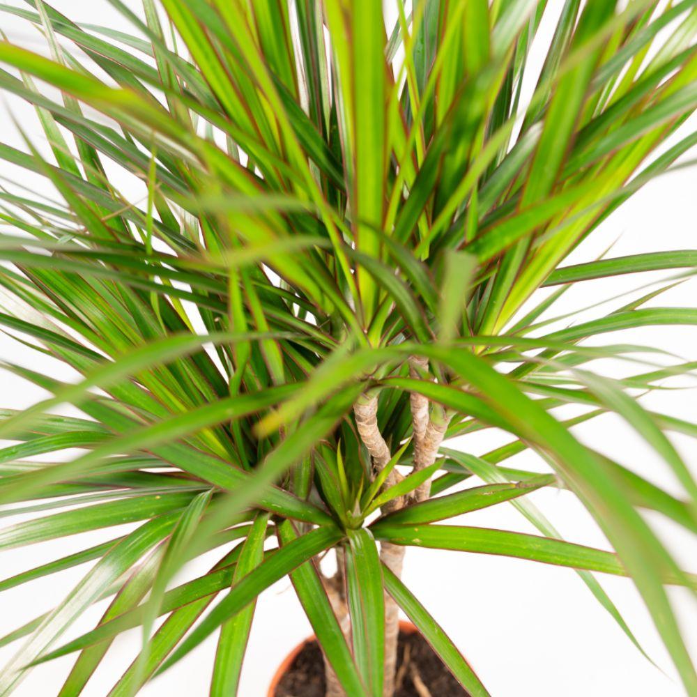 Drachenbaum Marginata 90 cm – Stilvolle & Pflegeleichte Zimmerpflanze