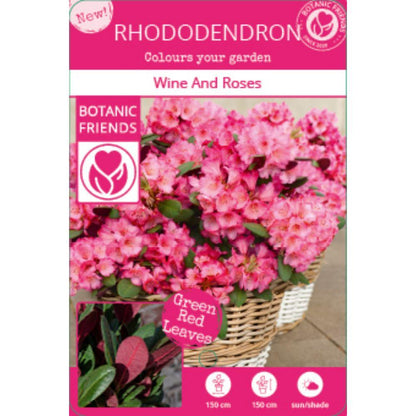 Rhododendron 'Wine & Roses' - Ø13cm - ↕20cm