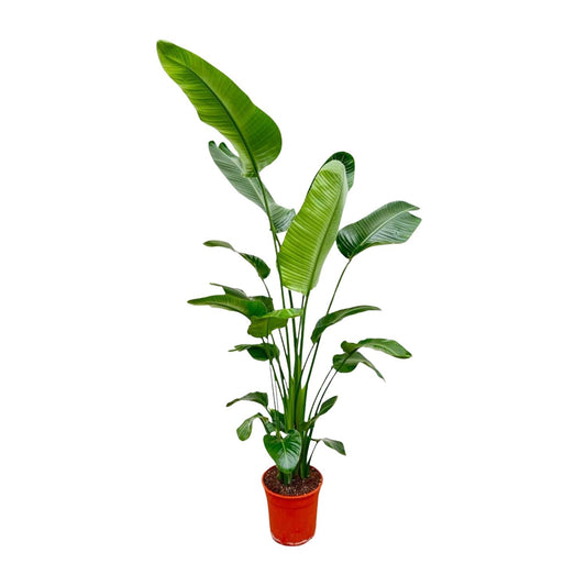 Weiße Paradiesvogelblume 180-190 cm – Exotische Zimmerpflanze