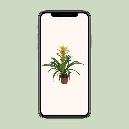 Guzmania Desire - Ø12 ↕45
