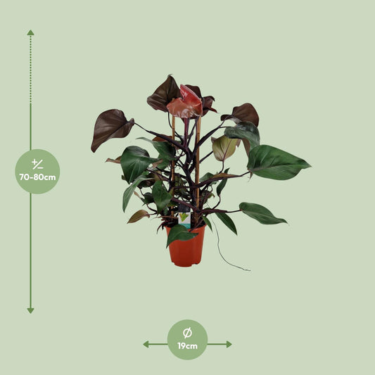 Philodendron Ruby Pyramide - Ø19cm - ↕75cm