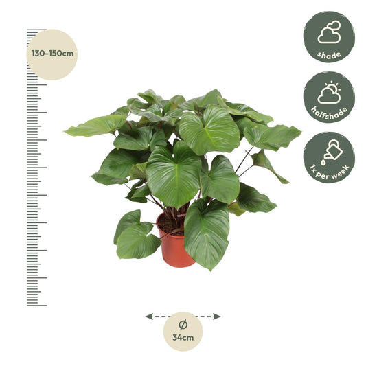 Homalomena Maggy – 130 cm Tropische Zimmerpflanze