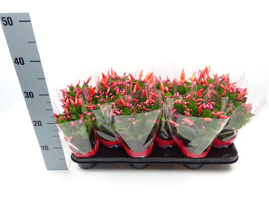 Schlumbergera 10.5 Cm ROOD - Ø10,5cm - ↕30cm