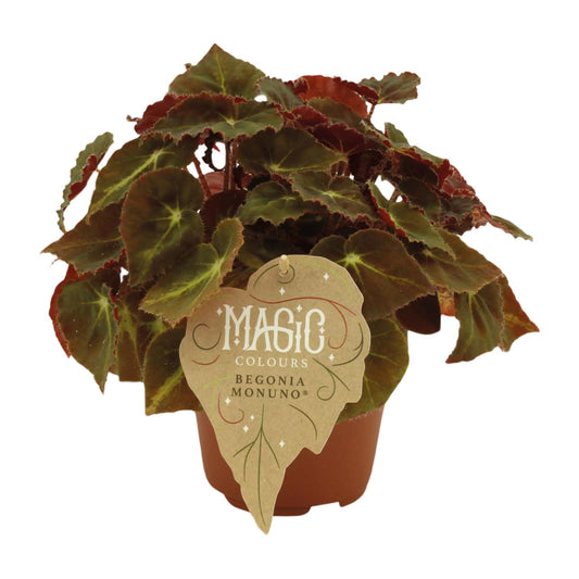 Begonia Rex Montuno - Ø12 ↕25