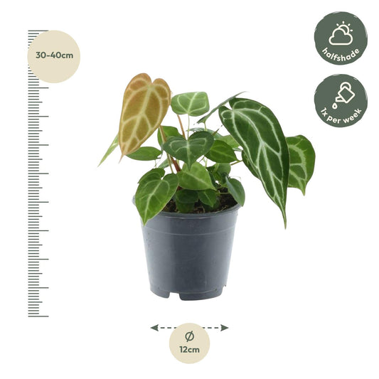 Kristall-Anthurie (Anthurium crystallinum) – Exotische Zimmerpflanze 35 cm