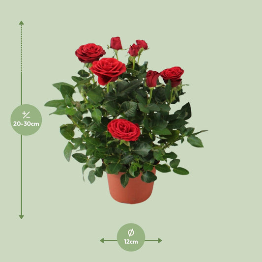 Rosa Red - Ø12cm - ↕29cm