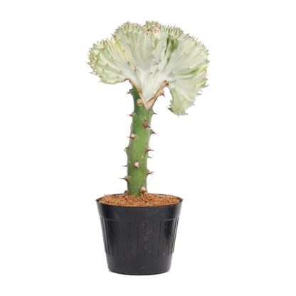 Korallenkaktus 'Cristata' – 30 cm pflegeleichte Sukkulente