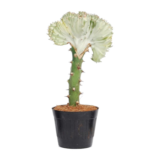 Korallenkaktus 'Cristata' – 30 cm pflegeleichte Sukkulente