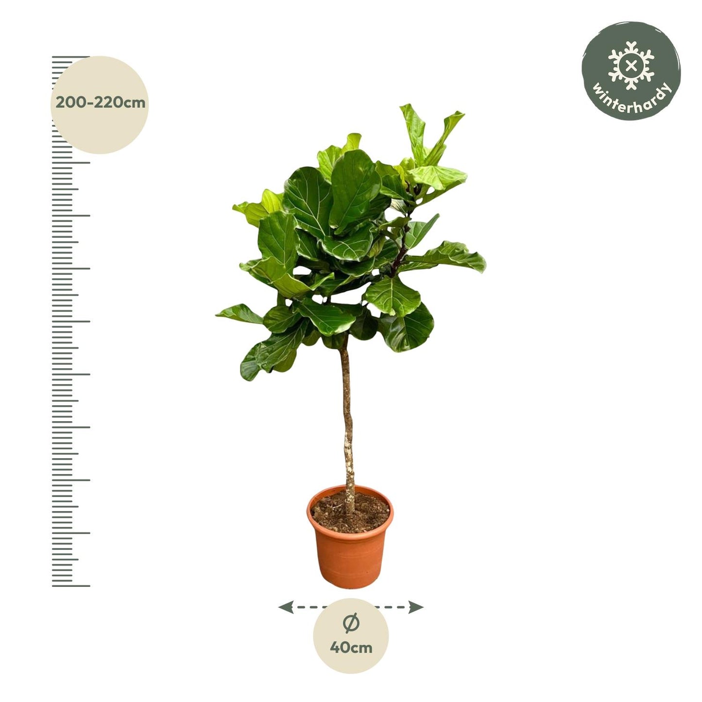 Geigenfeige XXL – 200 cm – Ficus Lyrata Zimmerpflanze