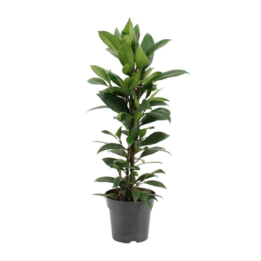 Ficus Cyathistipula - Ø17cm - ↕70cm