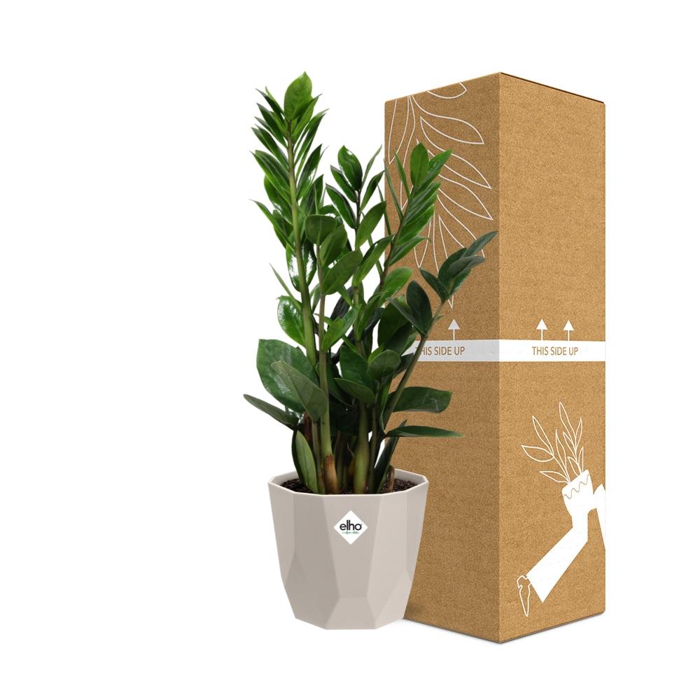 Zamioculcas – Hoogte 45-50 in ELHO b.for rock 14 cm warm grey