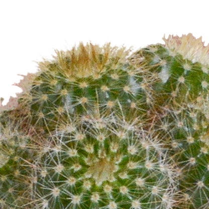 Kakteenmischung 5,5 cm - 5x - in witte pot